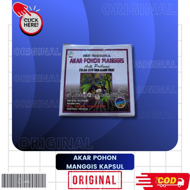 Akar Pohon Manggis Original