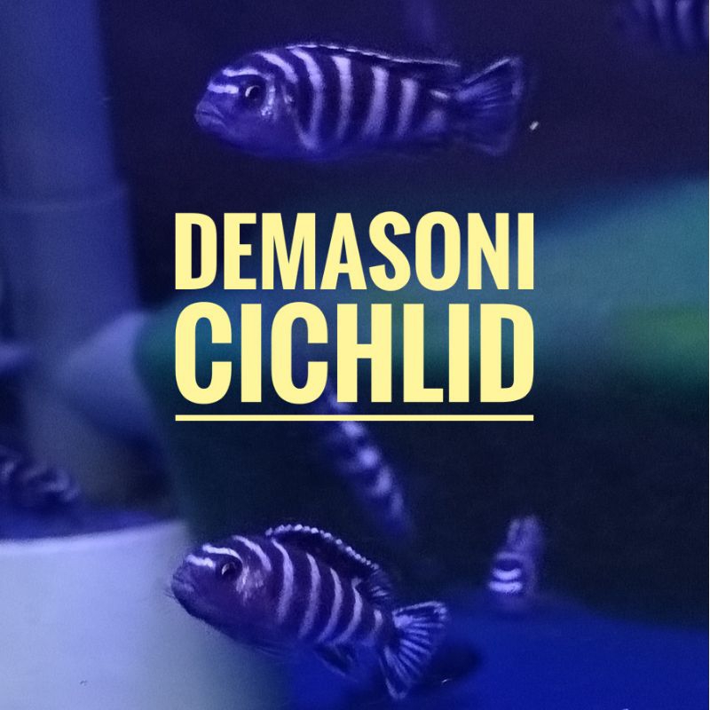 Demasoni Cichlid 3-5 cm