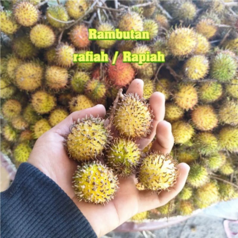 

BISA INSTAN ✅ READY!!Rambutan Raffiah / Rapiiah 1kg