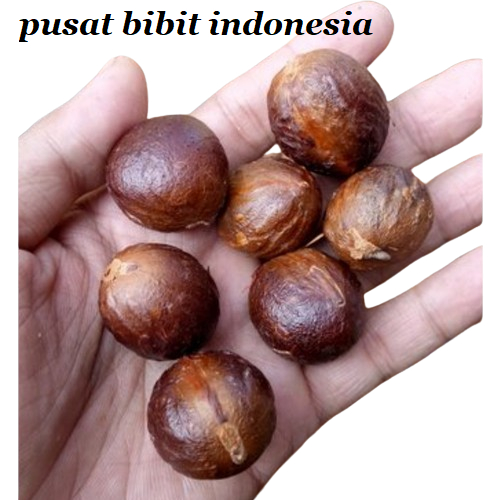 

Buah Pala Kering 1 kg - Biji Pala Kering - Biji Buah Pala Kering fres kwalitas impor