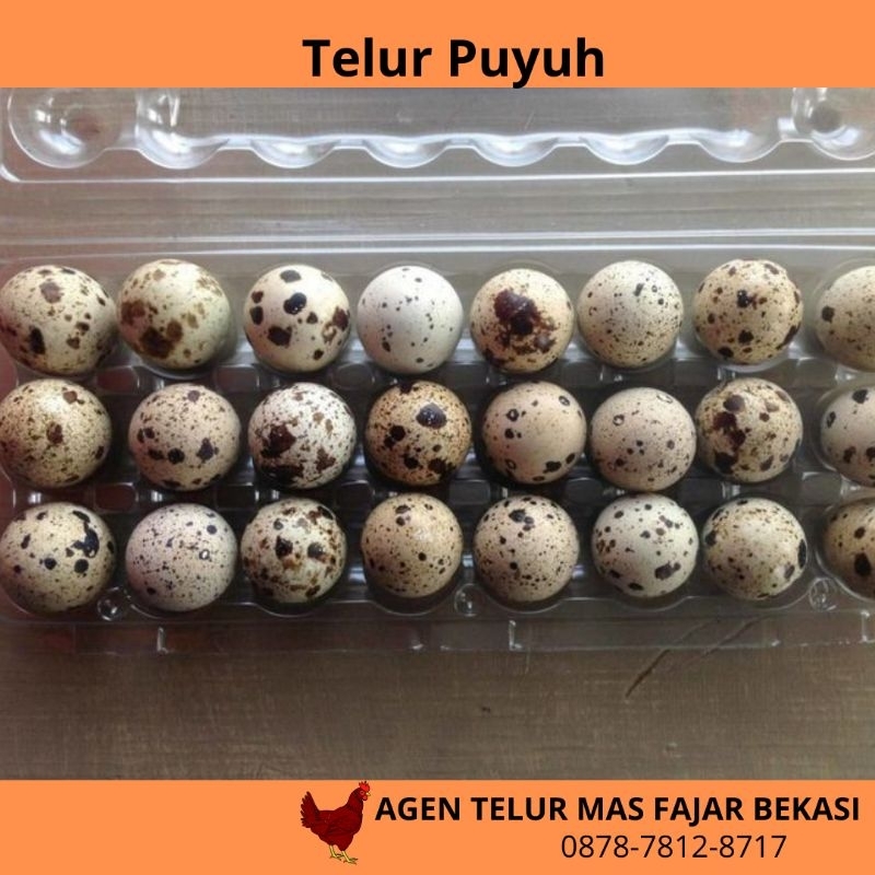 

Telur Puyuh fresh per 1 kg