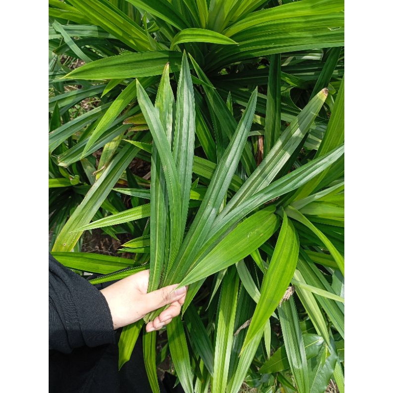 

FRESH 250gram PANDAN WANGI ORGANIK || petik saat diorder