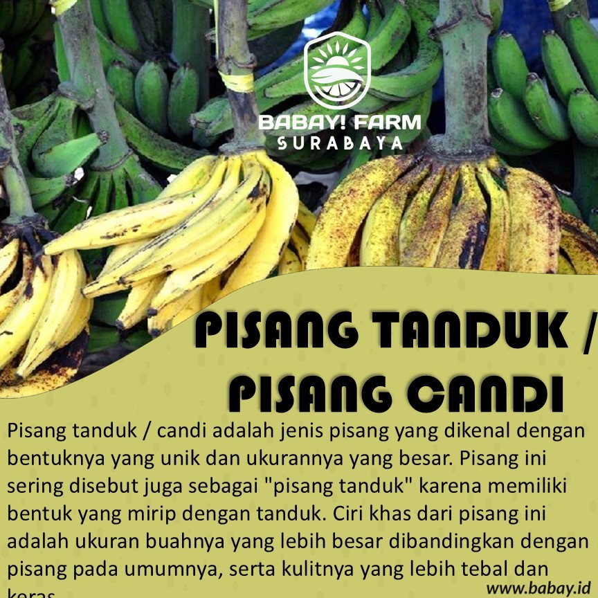 

Buah Pisang Tanduk per 1 sisir / Pisang Candi 1 tandan