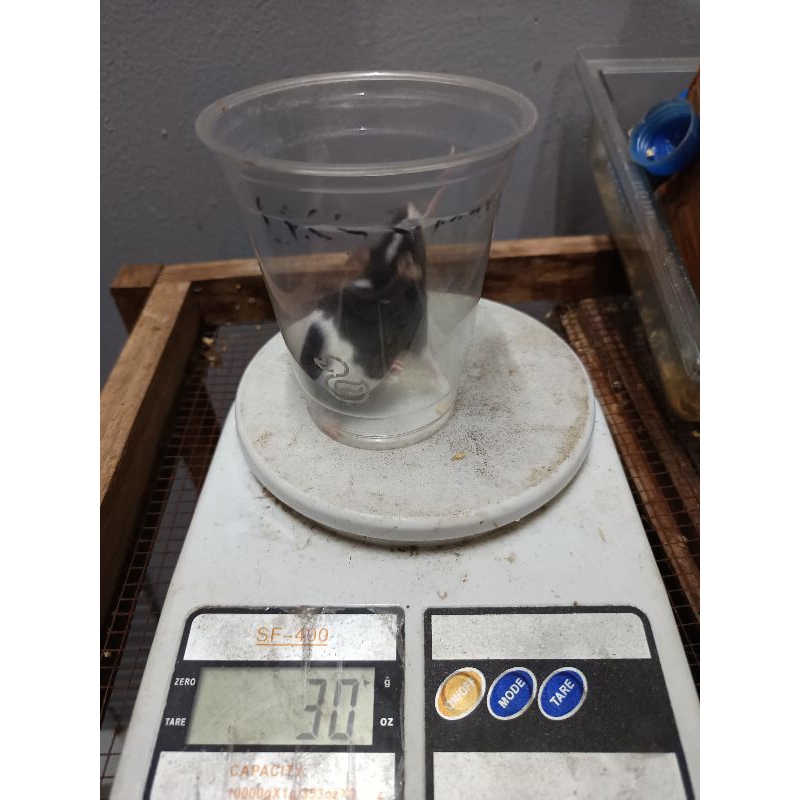 mencit/mencit jepang large (25 gram keatas) mus.musculus tikus putih tikus jepang bukan rat asf