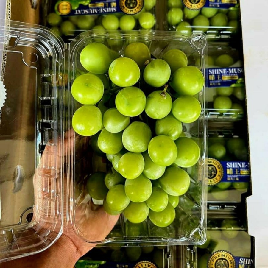 

Buah Anggur Muscat Korea Manis dan sedikit asam Segar bervitamin dan berkualitas tinggi berat 1 kg