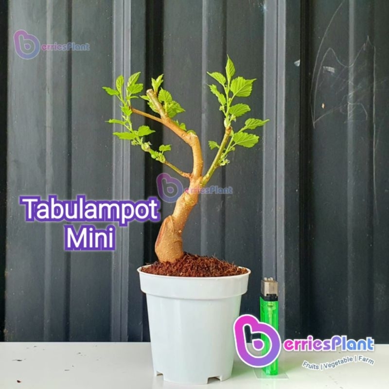 Tabulampot Mini | BerriesPlant | @BerriesPlant | #BerriesPlant