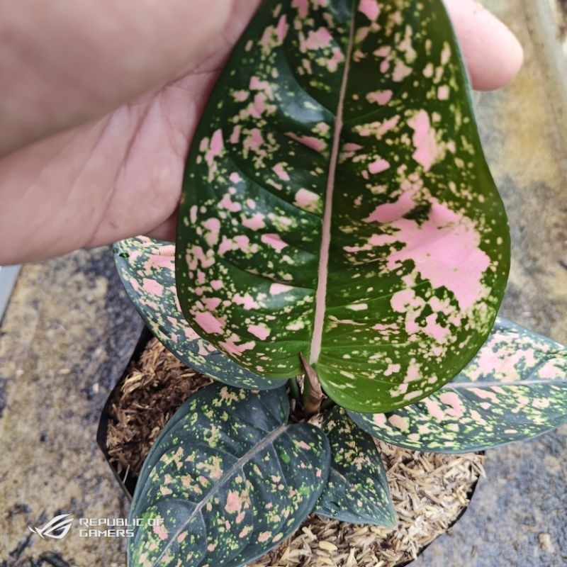 Aglonema Ruby compacta