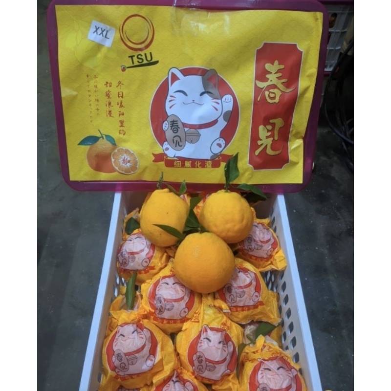 

Jeruk papagan kucing kuning xxl