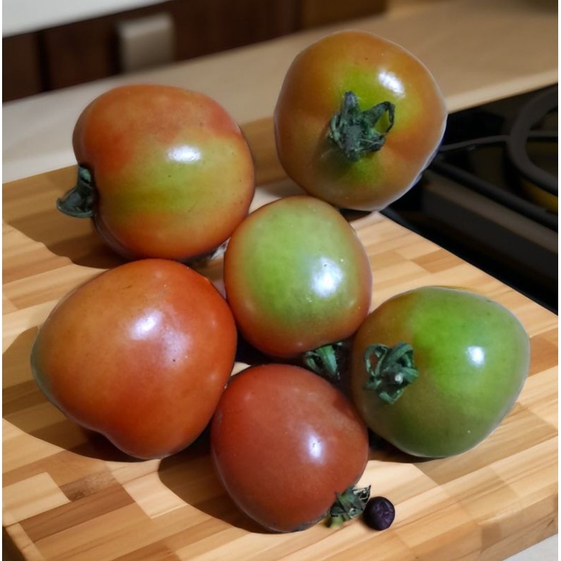 

tomat segar langsung dari kebun sendiri