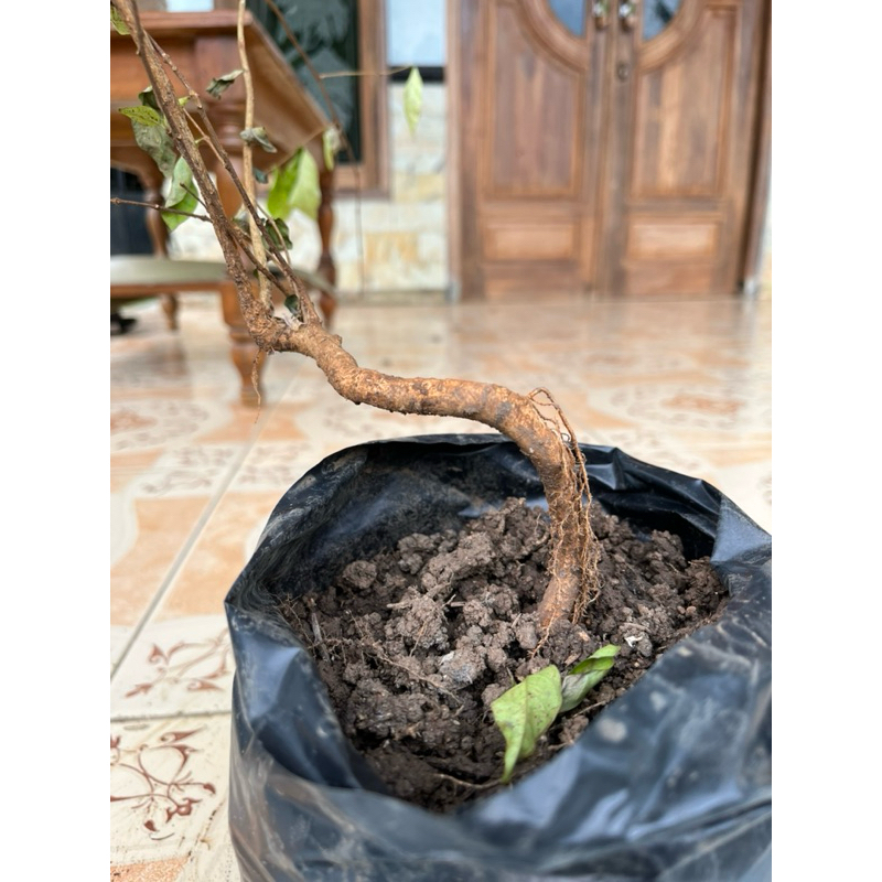 Bonsai Akar Anting Putri Meliuk Original