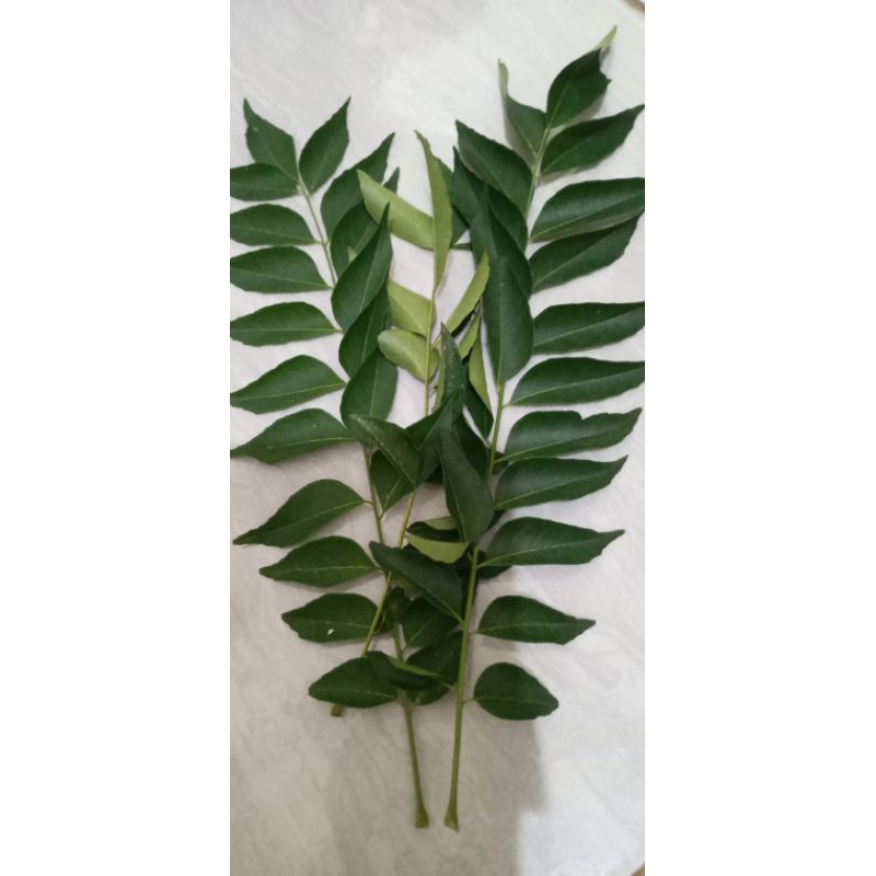 

daun kari segar 6 tangkai 1000