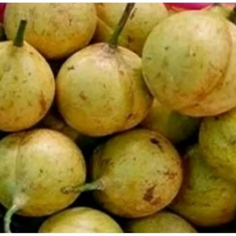 

Buah pala segar fress per 500grm