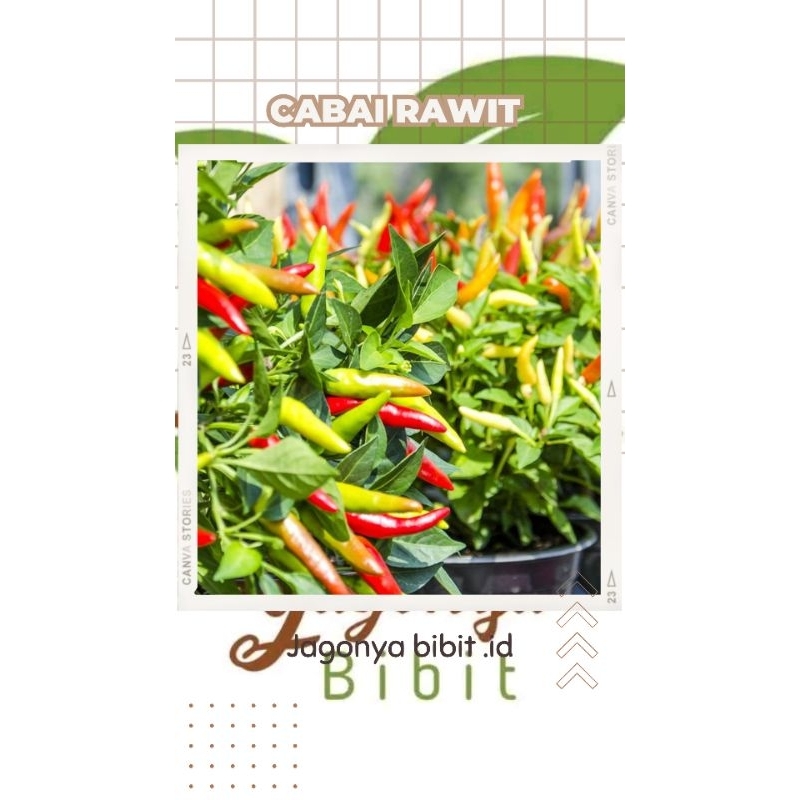 

BIBIT CABAI RAWIT KALIBER ( BELI 5 FREE 1)