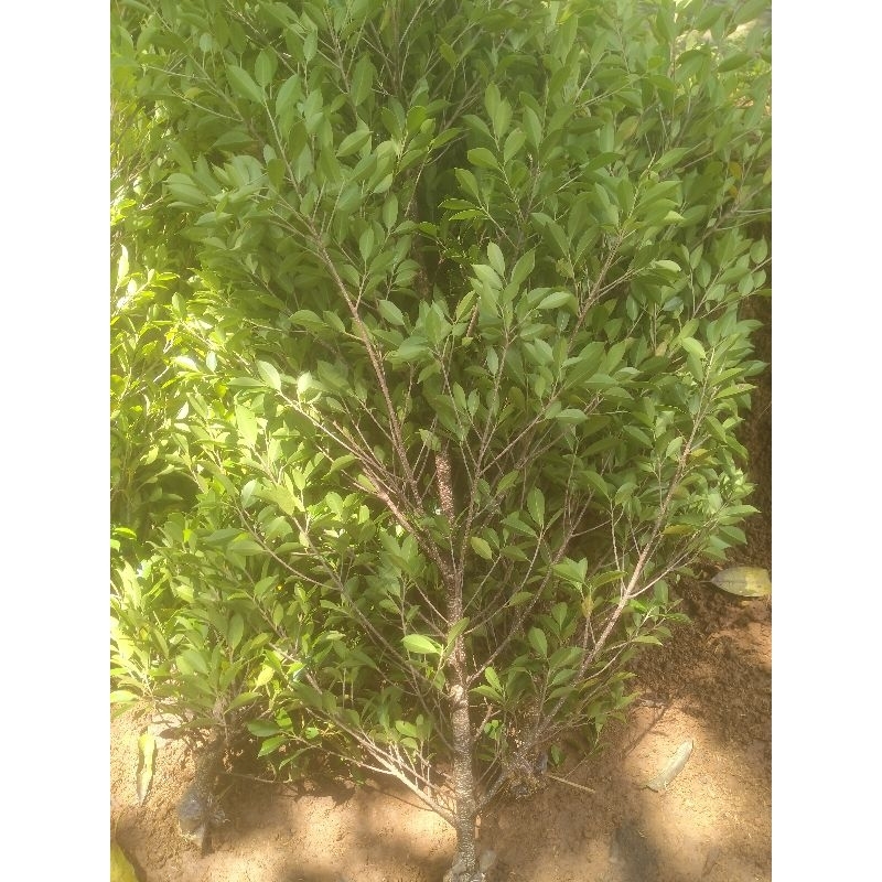 kimeng bahan pecah batang