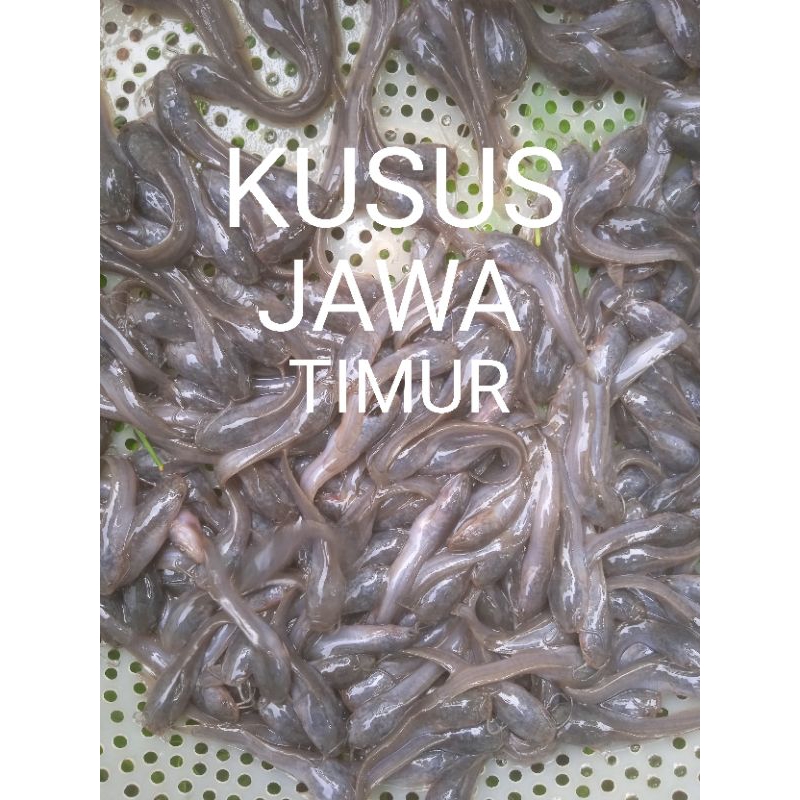 

Kusus Jawa Timur bibit lele ukur 5-6 cm isi 50 ekor