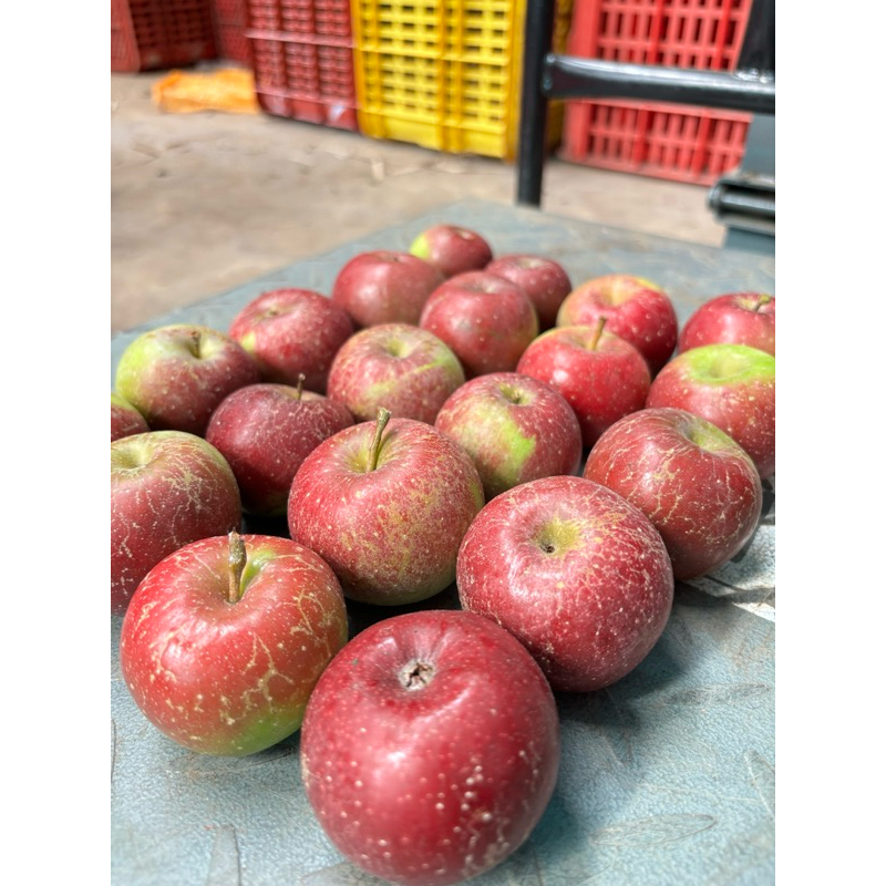 

Apel Rome Beauty/RB Mini (1kg)/ isi 20-30 buah/ Apel Malang Fresh