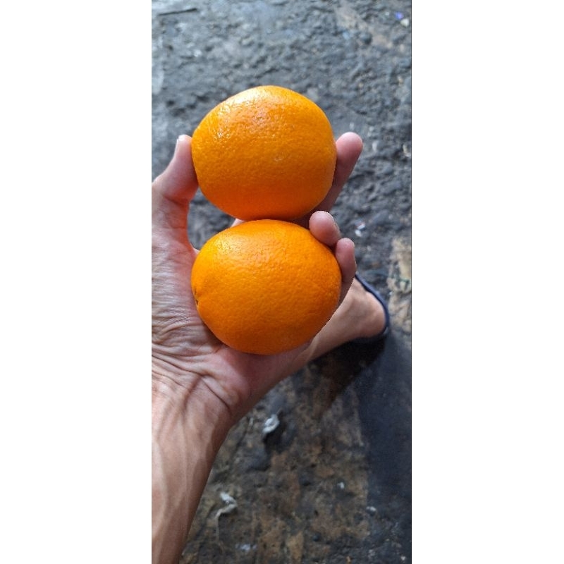 

jeruk sunkist navel rrc