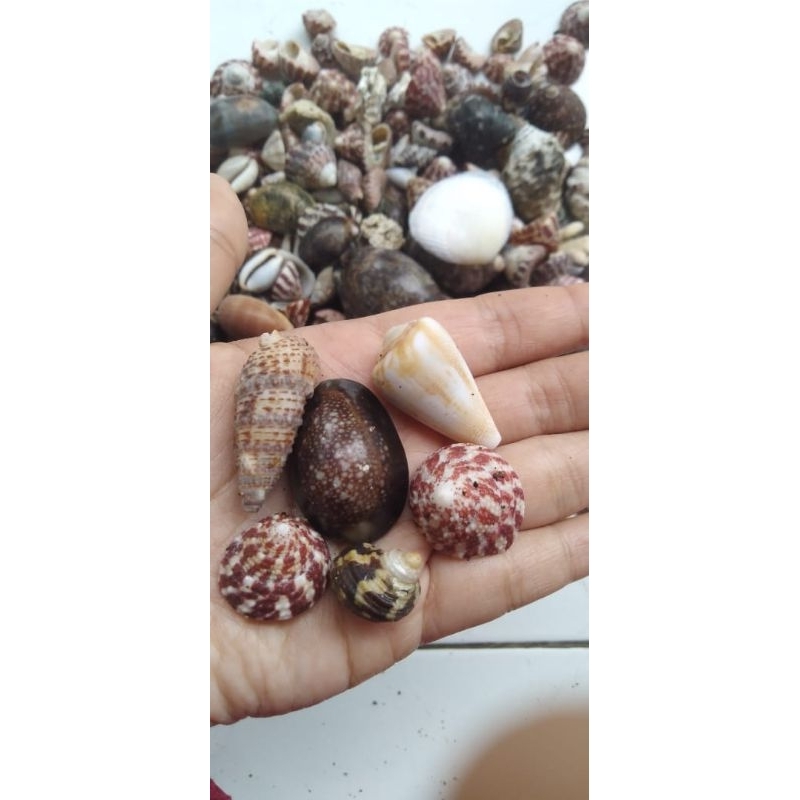 

Cangkang kerang laut hias