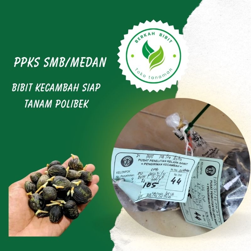 bibit kelapa sawit ppks smb/medan