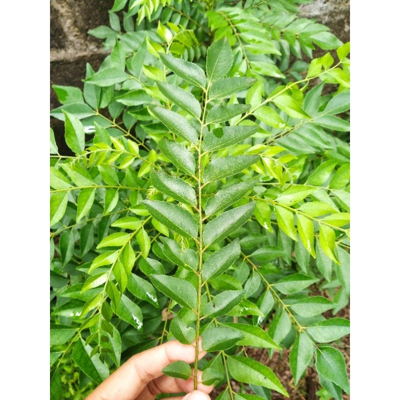 

PROMO Daun Kari Segar | Daun Salam Koja | Daun temurui Fresh