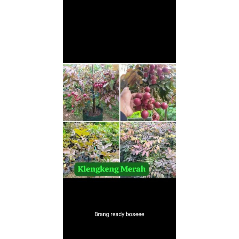 

bibit buah kelengkeng merah