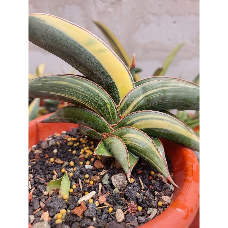 Sansevieria Rorida Variegata