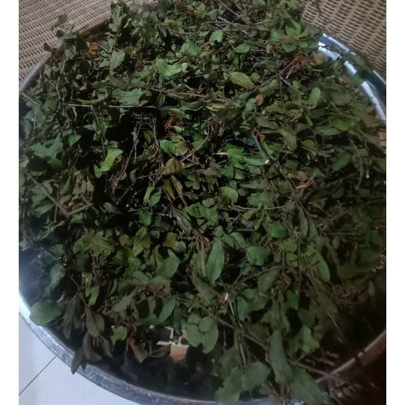 

daun benalu kering 1kg