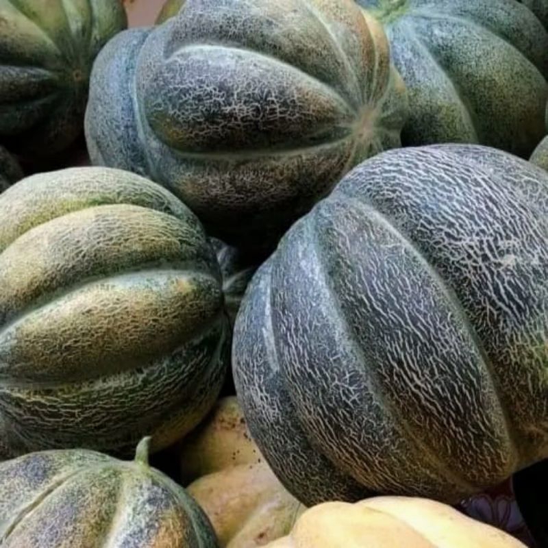 TERMURAH 1000+ BUTIR BENIH BLEWAH KRETEK SUPER UNGGULAN