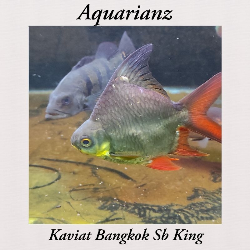 Kaviat Bangkok Sb King Jumbo