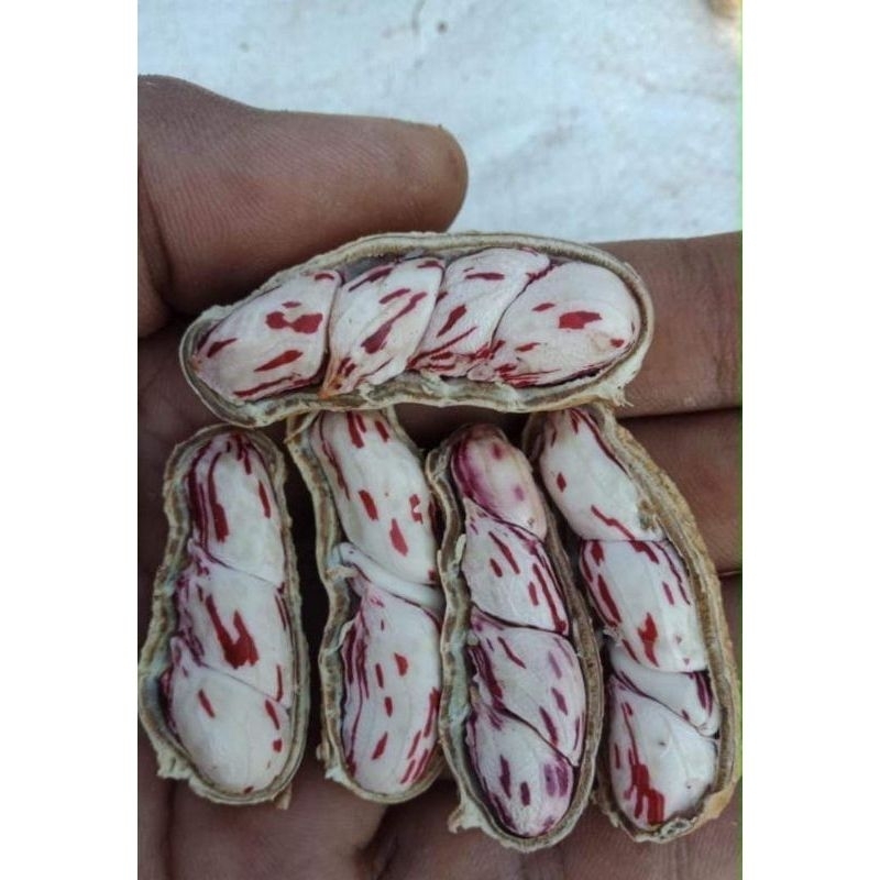 

KACANG BASAH LURIK/BATIK MADU 500 GRAM