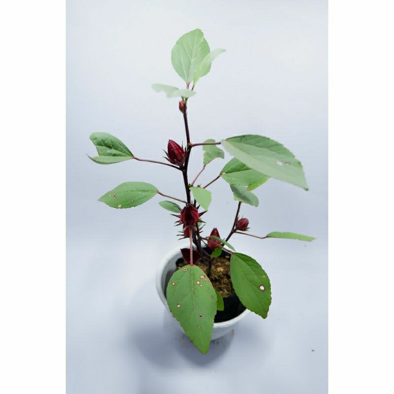 Tanaman hias bunga Rosella - bibit tanaman hias - teh Rosela -bibit hidup bukan biji-bijian