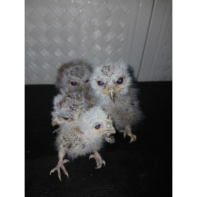 owl / Burung hantu / Celepuk  / Burung hantu mini