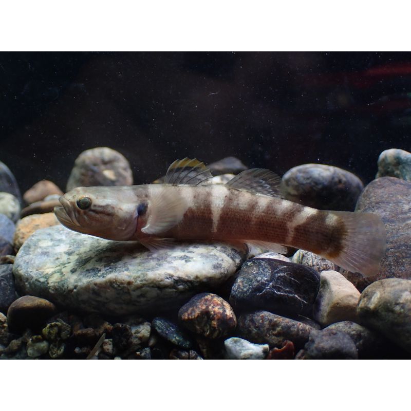 

ikan goby belobranchus