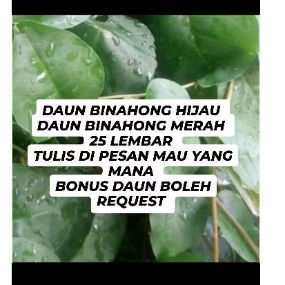 

DAUN BINAHONG MERAH DAN HIJAU SEGAR FRES PETIK LNGSUNG KIRIM 25 LEMBAR CANTUMKAN DI PESAN MAU BINAHONG MERAH ATAU HIJAU(BONUS BEBAS REQUEST