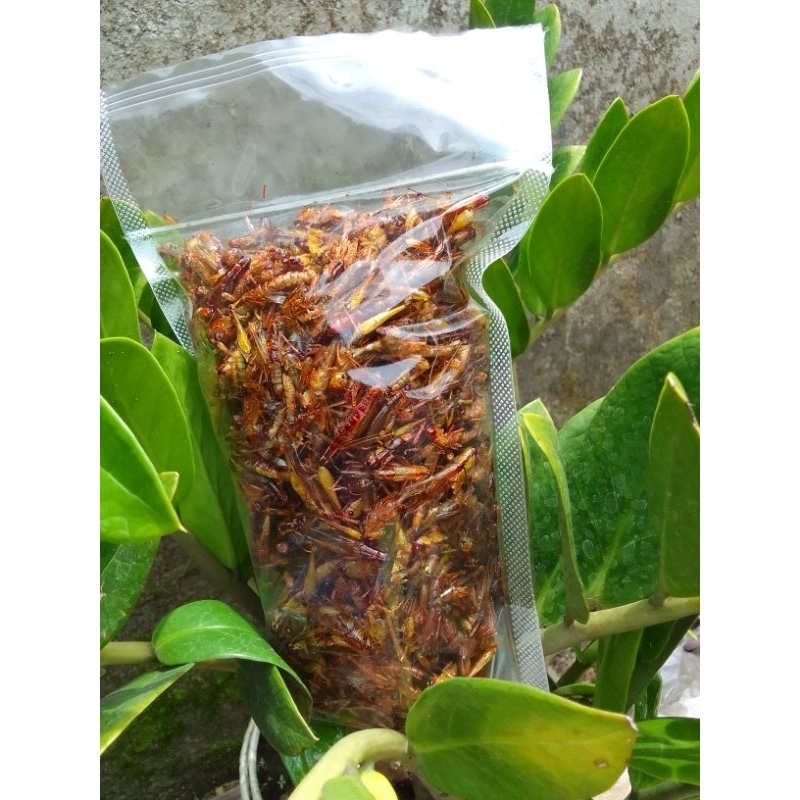

paket hemat belalang goreng/simut 4 pack 50 ribu