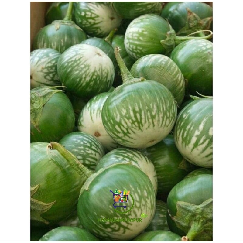 

terong lalap/lalapan terong/terong bulat lalap 250 gram