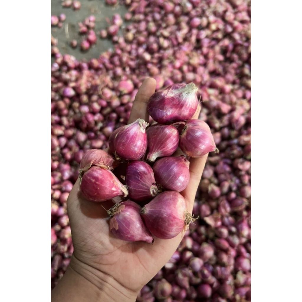 

BAWANG MERAH BESAR TANGGUNG 1KG