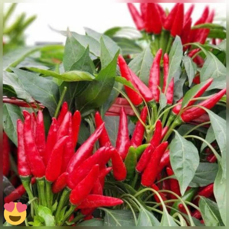 ID BENIH CABE RAWIT CLUSTER (50 BENIH)