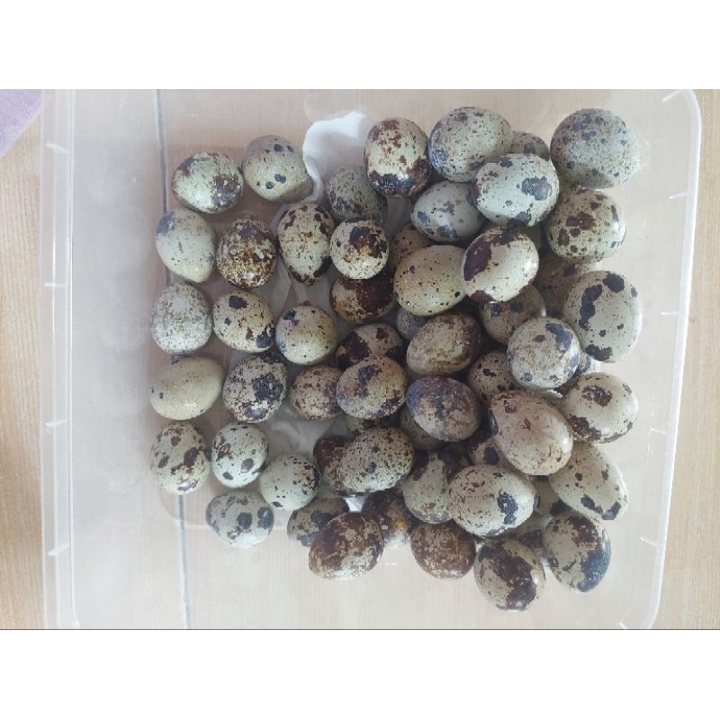 

Telur Puyuh fresh tangan pertama