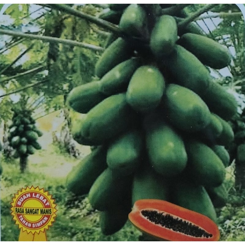 Benih Tangguh Pepaya California Madu 10gram