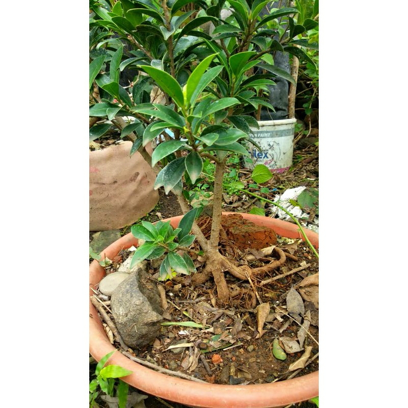 bahan bonsai beringin elegan small pecah akar