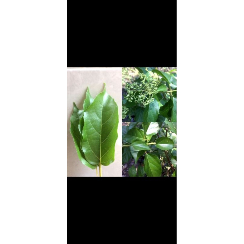 

daun singkil buas buas per 500 gram