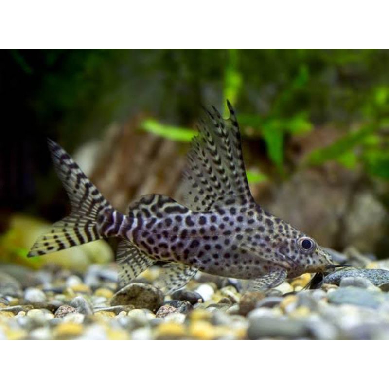 Bok Synodontis Eupterus