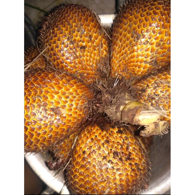 

SALAK Sidempuan