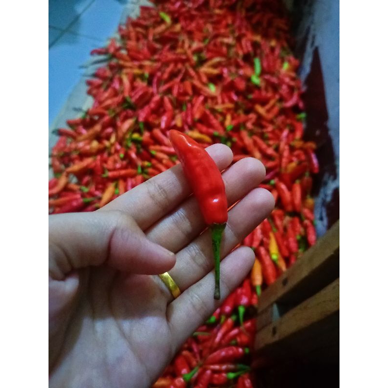 Cabai Rawit Merah 1KG