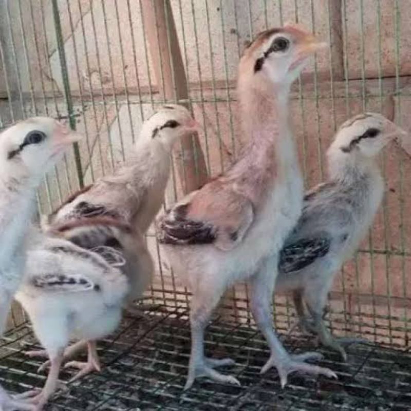 Ayam Pelung Asli Umur 1 Bulan (Harga Satuan)