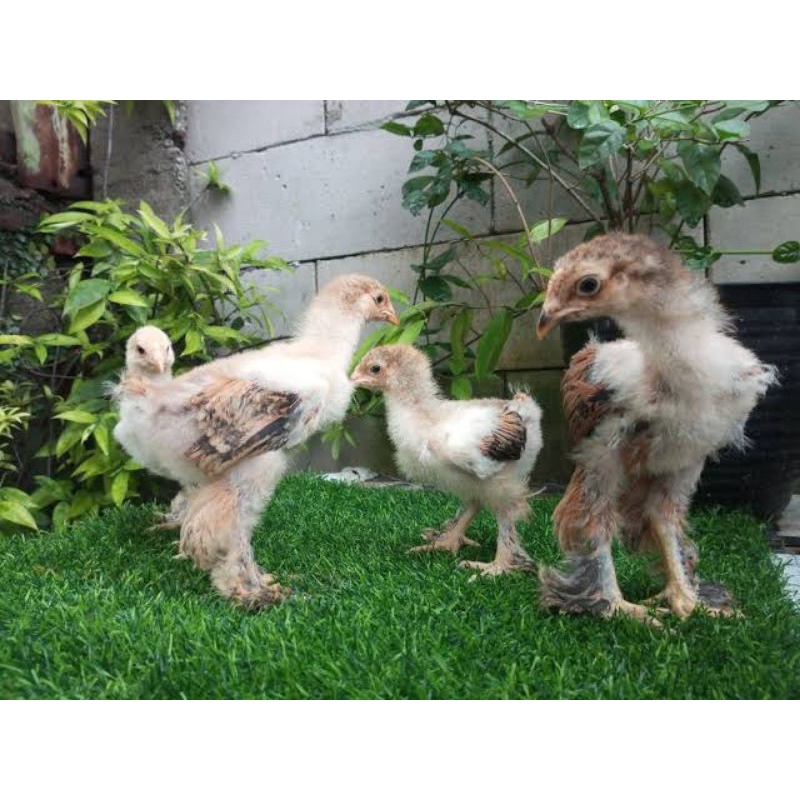 Ayam Brahma Asli Umur 1 Minggu (Harga Satuan)