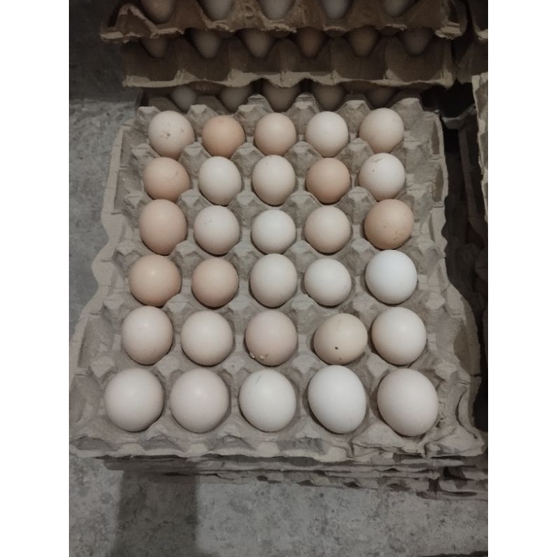 

Paket Hemat Telur ayam kampung 1 etre 30 butir telur