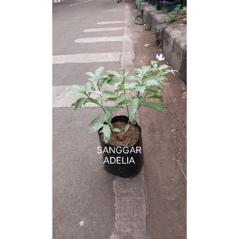 Tanaman hias bunga Melati jepang pohon melati Jepang hiasan taman bunga hias dekorasi rumah dekorasi