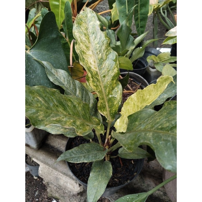 anthurium black selvet pink ( Hybrid ) koleksian